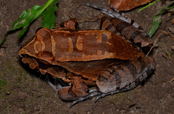 Leptodactylus pentadactylus