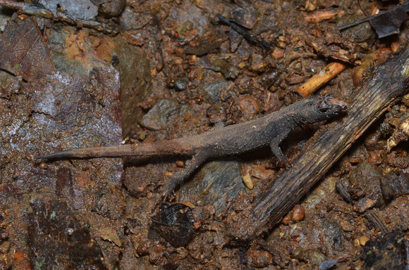 Echinosaura cf. brachycephala