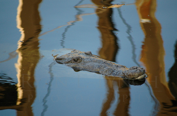 Crocodylus acutus