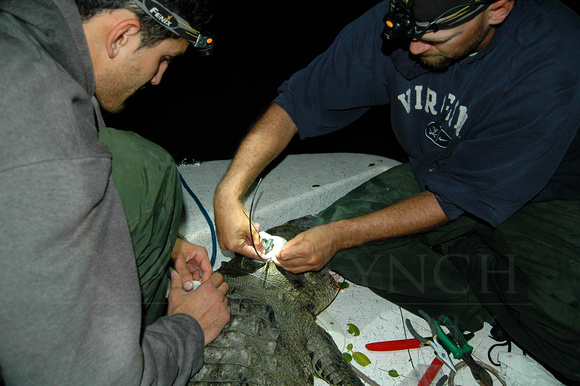 Attaching GPS tracker to Crocodylus acutus to document their movements and habitat use