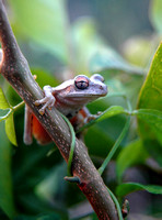 Cuban Treefrog (Osteopilus septentrionalis)