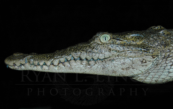 Crocodylus acutus juvenile