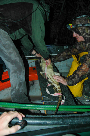 Measuring Crocodylus acutus