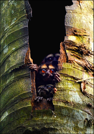 Night Monkey (Aotus vociferans)