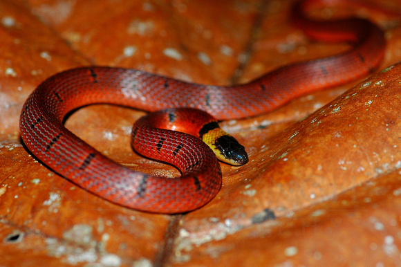 Red Coffee Snake (Ninia sebae)