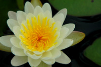 American White Water Lily (Nymphaea odorata) 2