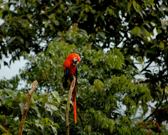 Scarlet Macaw (Ara macao) 2