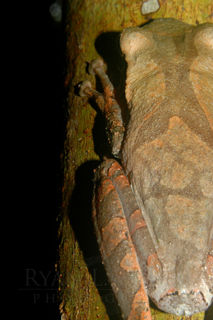 Flat-headed Bromeliad Treefrog (Osteocephalus planiceps) 2