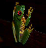 Red Eyed Treefrog(Agalychnis callidryas)