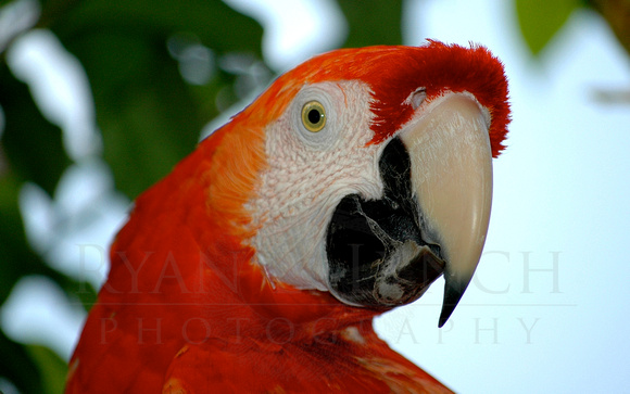 Scarlet Macaw (Ara macao) 3