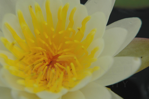 American White Water Lily (Nymphaea odorata) 3
