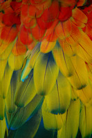 Painted feathers
