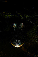 Alligator mississippiensis