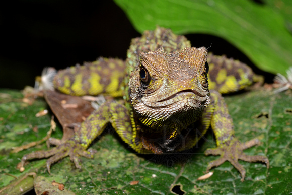 Enyalioides heterolepis