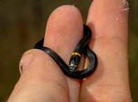 Diadophis punctatus punctatus
