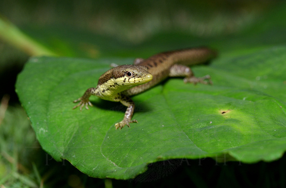 Anadia rhombifera