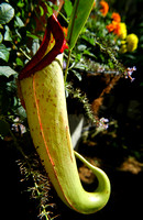 Tropical Pitcher Plant (Nepenthes sp.)