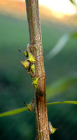 Thorn Bugs (Umbonia crassicornis)