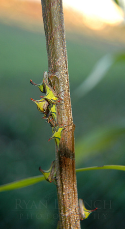 Thorn Bugs (Umbonia crassicornis)