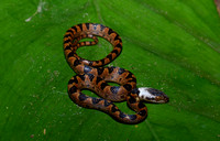 Cat Eyed Snake (Leptodeira septentrionalis)