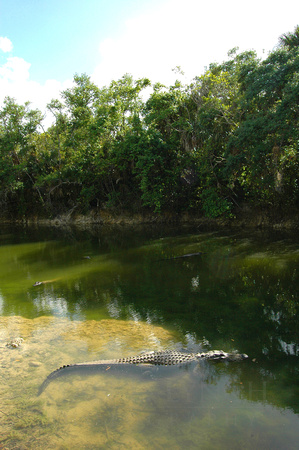 American Alligator (Alligator mississippiensis) 2