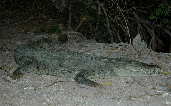 Crocodylus acutus mother