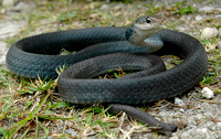 Southern Black Racer (Coluber constrictor) 2