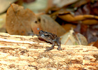 Pine Woods Treefrog  (Hyla femoralis)