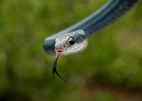 Southern Black Racer (Coluber constrictor)