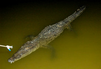 Old Crocodylus acutus from Turkey Point