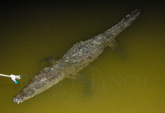 Old Crocodylus acutus from Turkey Point