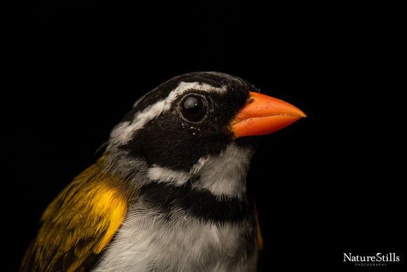 Orange Billed Sparrow