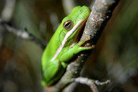 Green Treefrog (Hyla cinerea)