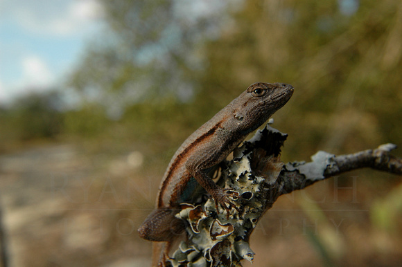 Florida scrub lizard (Sceloporus woodi)