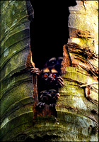 Night Monkey (Aotus vociferans)