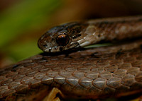 Florida Brown Snake (Storeria dekayi victa)