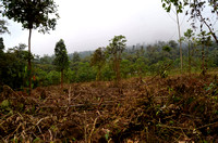 Fig. 5. Deforestation 1km from A. ollalai population