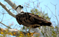 Osprey (Pandion haliaetus) 2