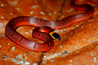Red Coffee Snake (Ninia sebae)