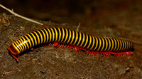 Yellow Banded Millipede
