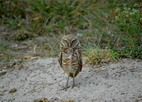 Burrowing Owl (Athene cunicularia) 2