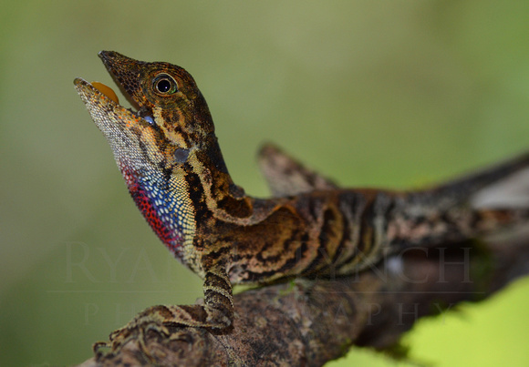 Anolis nitens