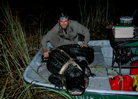 Alligator mississippiensis