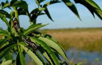 Eastern Lubber (Romalea guttata)