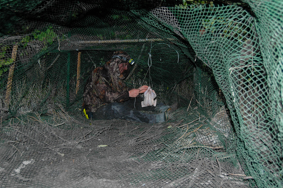 Baiting the net trap