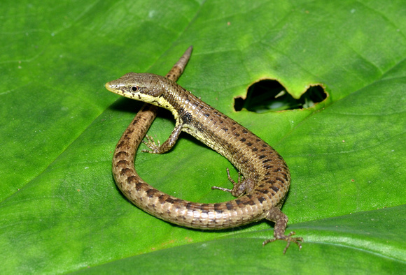 Anadia rhombifera