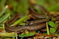 Florida Brown Snake (Storeria dekayi victa) 2