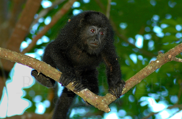 Black Howler Monkey  (Alouatta pigra)