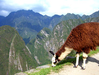 Alpaca in the Andes