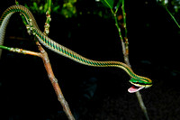 Mexican Parrot Snake(Leptophis mexicanus)